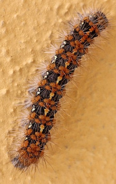 Ecaille chinée (euplagia quadripunctaria) crédits photo Leyo (https://commons.wikimedia.org/wiki/File:Euplagia_quadripunctaria_Porto_Ronco.jpg#/media/File:Euplagia_quadripunctaria_Porto_