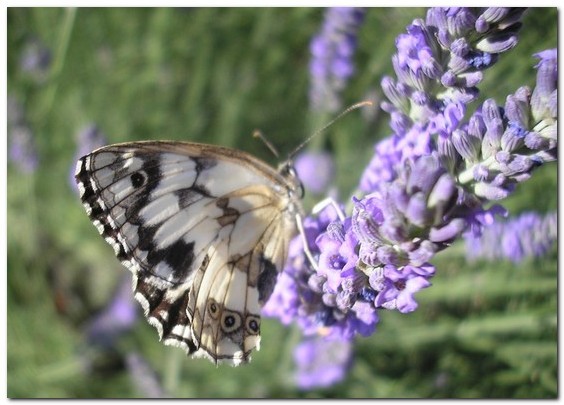 Le Demi-Deuil - mâle [melanargia galathea] - photo©A-M Uyttenbroeck