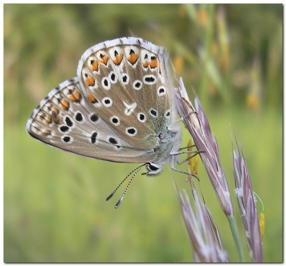 argus commun femelle [polyomatus icarus] photo©A-M Uyttenbroeck