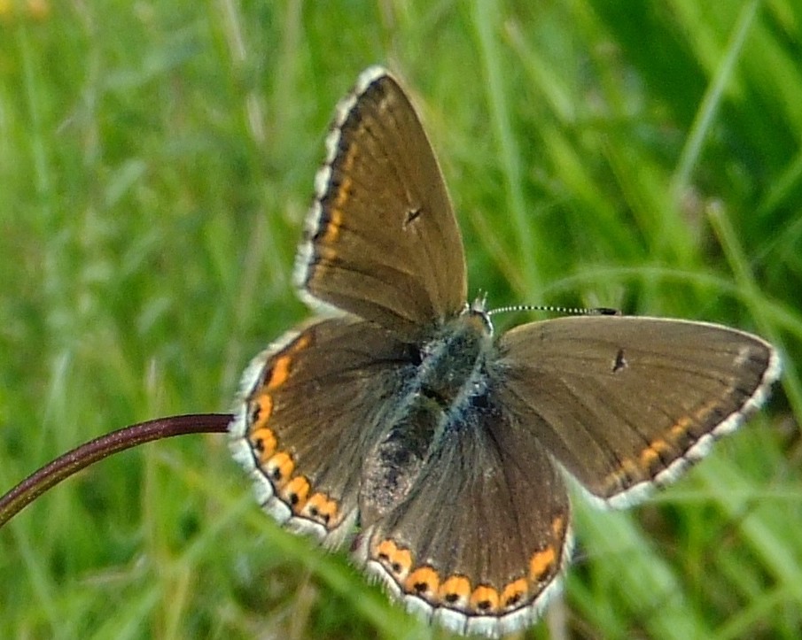 argus commun femelle [polyomatus icarus] photo2016©Luc Uyttenbroeck