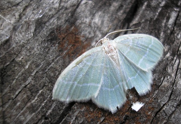 Céladon (campaea margaritata) crédit photo A-M Uyttenbroeck