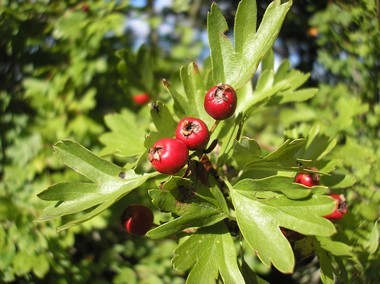 Aubépine - frutis (crataegus laevigata) photo©A-M Uyttenbroeck