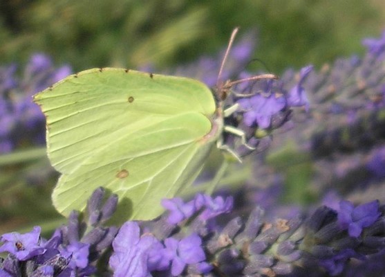  Citron (Gonepteryx rhamni) crédits photo A-M Uyttenbroeck