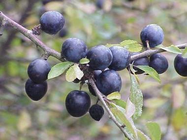 Prunellier ou épine noire (Prunus spinosa) photo©A-M Uyttenbroeck