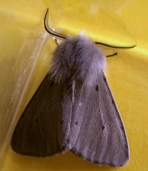 ’Écaille cramoisie (Phragmatobia fuliginosa) 
