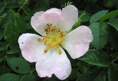 Eglantier (Rosa canina) - fleurs appelées "églantine" photo©A-M Uyttenbroeck