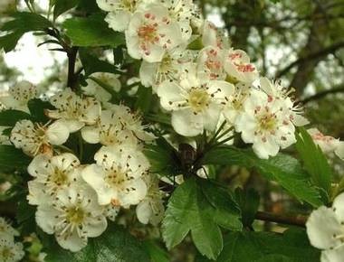 Aubépine - fleurs (crataegus laevigata) photo©A-M Uyttenbroeck