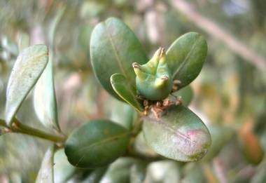 Buis commun - capsule (Buxus sempervirens) - Crédits photo : A-M Uyttenbroeck
