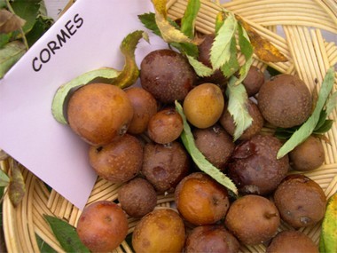 Cormes à mâturité (fruits blets) ~sources blog de Rolbenzaken