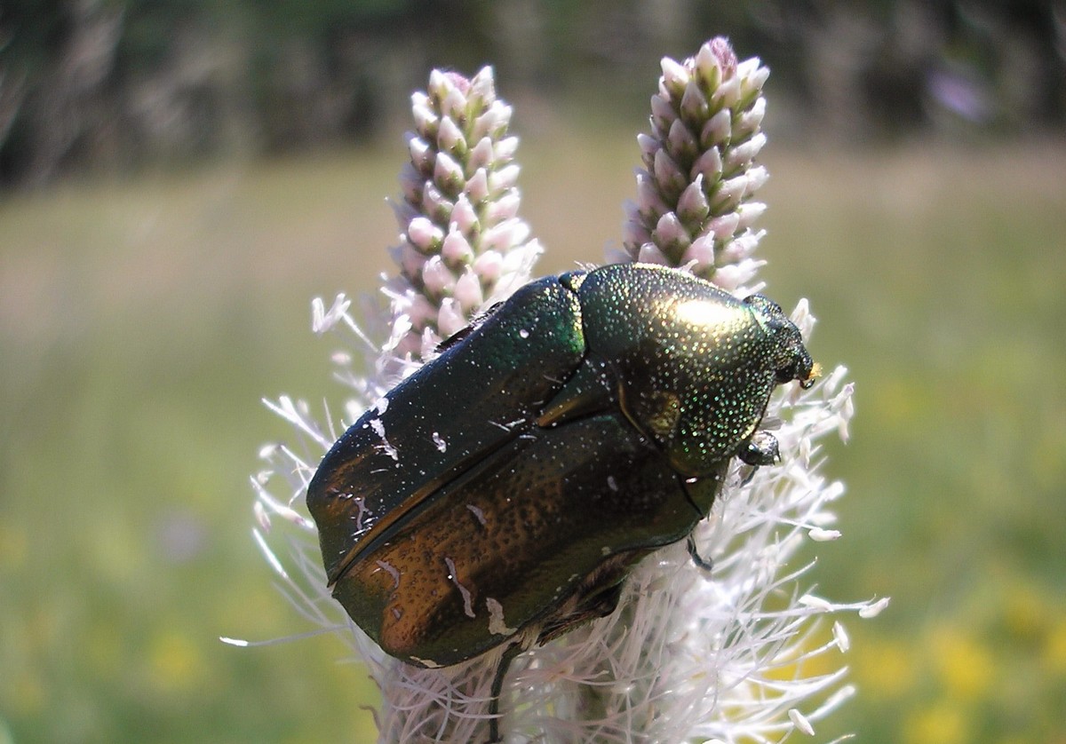 La Cétoine dorée (cetonia aurata) crédit photos A-M Uyttenbroeck