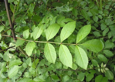 Frêne commun ou frêne élevé (Fraxinus excelsior) credits photo A-M Uyttnbroeck