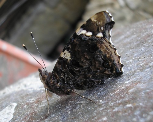 vulcain [Vanessa atalanta] photo©A-M Uyttenbroeck