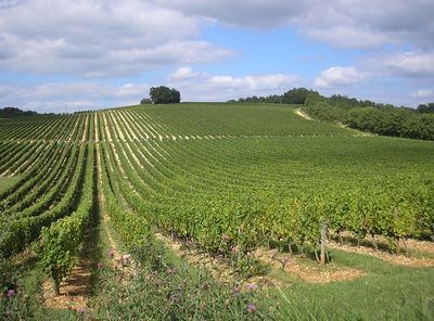 Vignoble à Peyre Rouge