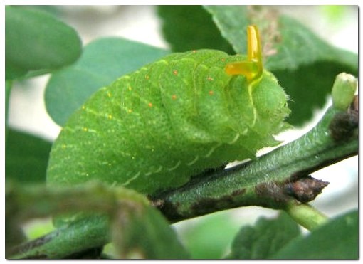 Chenille du Flambé [Iphiclides podalirius] photo - Wikipedia