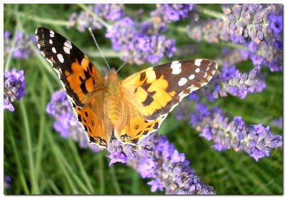 La Belle Dame [vanessa cardui] - photo©A-M Uyttenbroeck