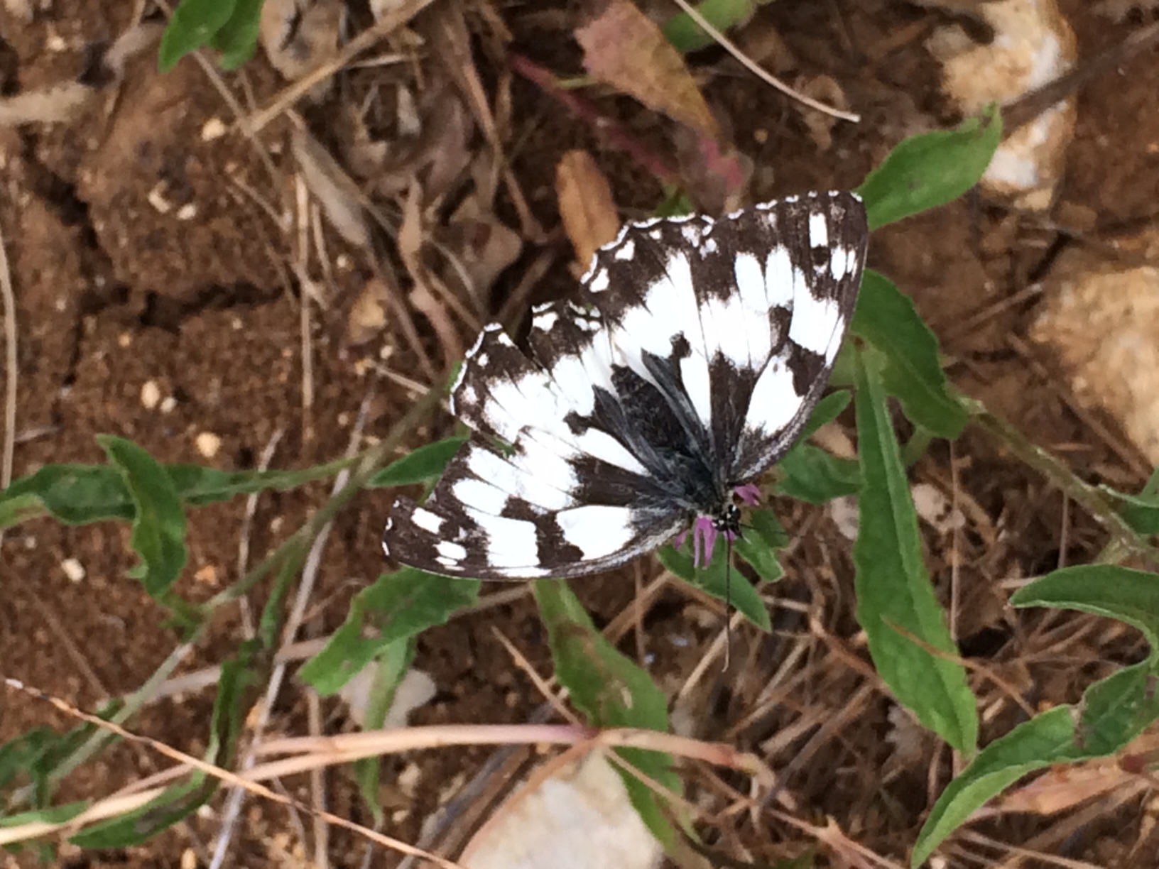 Le Demi-Deuil - femelle [melanargia galathea] - photo juin2017©Marjolaine Uyttenbroeck