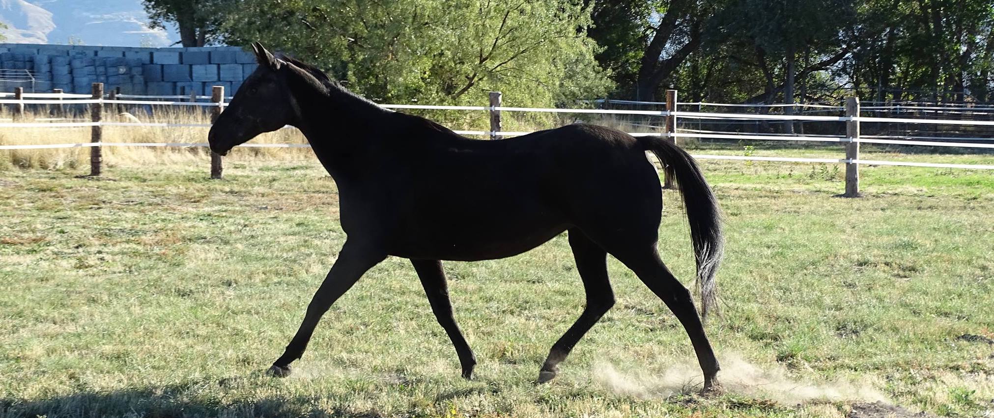 Our Mission Noble Horse Sanctuary