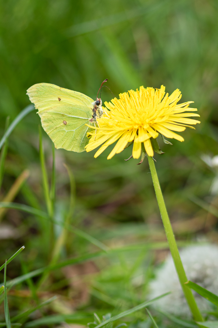 Zitronenfalter - Gonepteryx rhamni