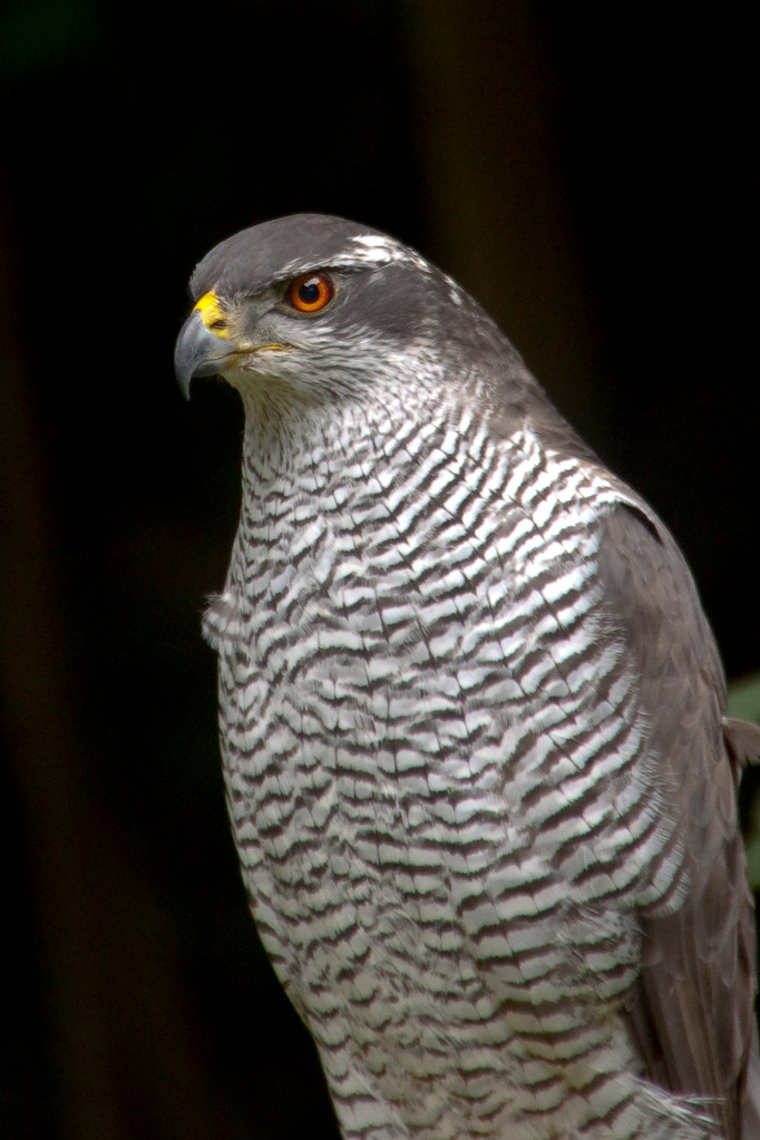 Habicht (Accipiter gentilis)                                                  Foto: H.-P. Meßler