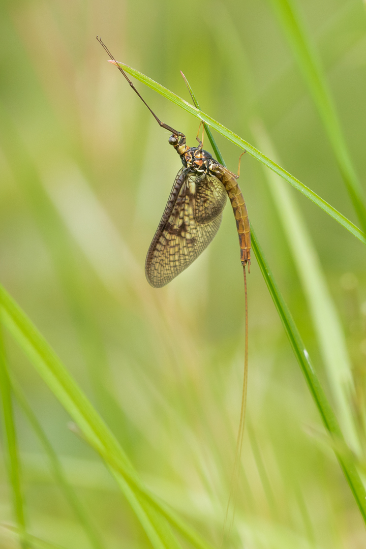 Gemeine Eintagsfliege - Ephemera vulgata