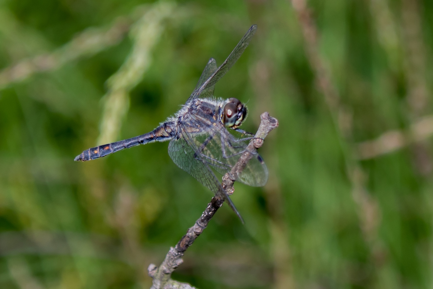 Schwarze Heidelibelle