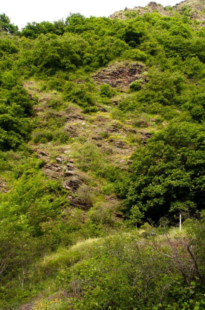 Hänge des Dortebachtal                                                        Foto: N.Kilimann