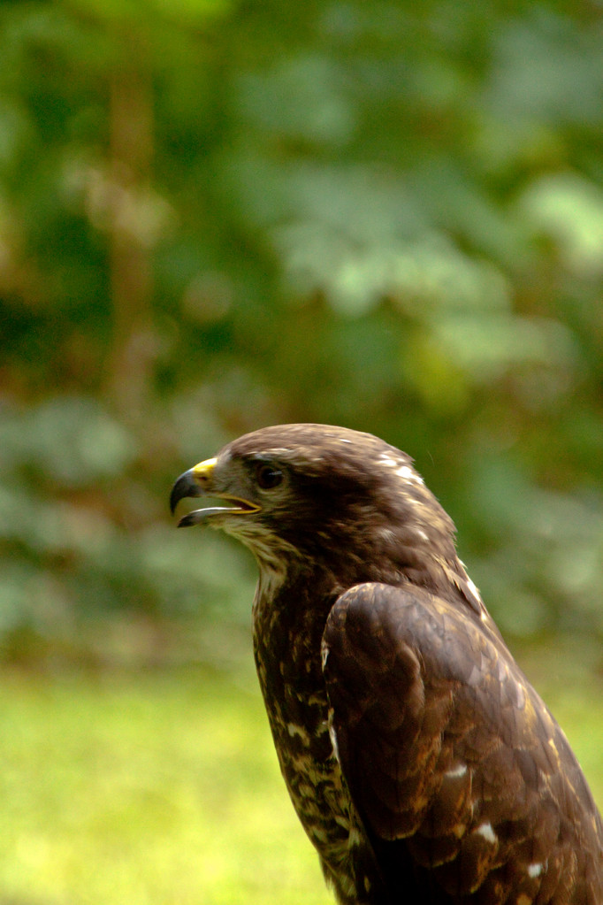 Mäusebussard (Buteo buteo)                                            Foto: H.-P. Meßler
