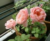 http://jp.fotolia.com/id/1709931 ©Nolte Lourens