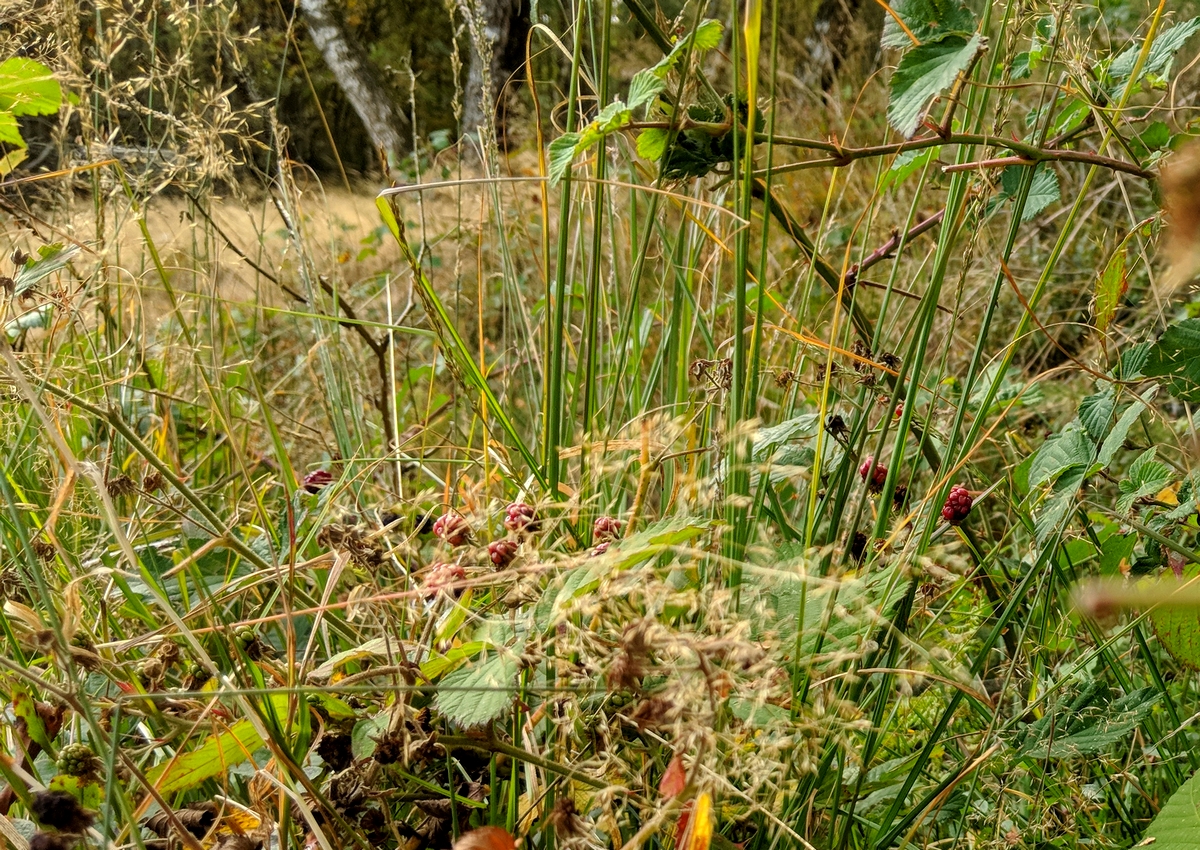 Beeren im Hatzevenn