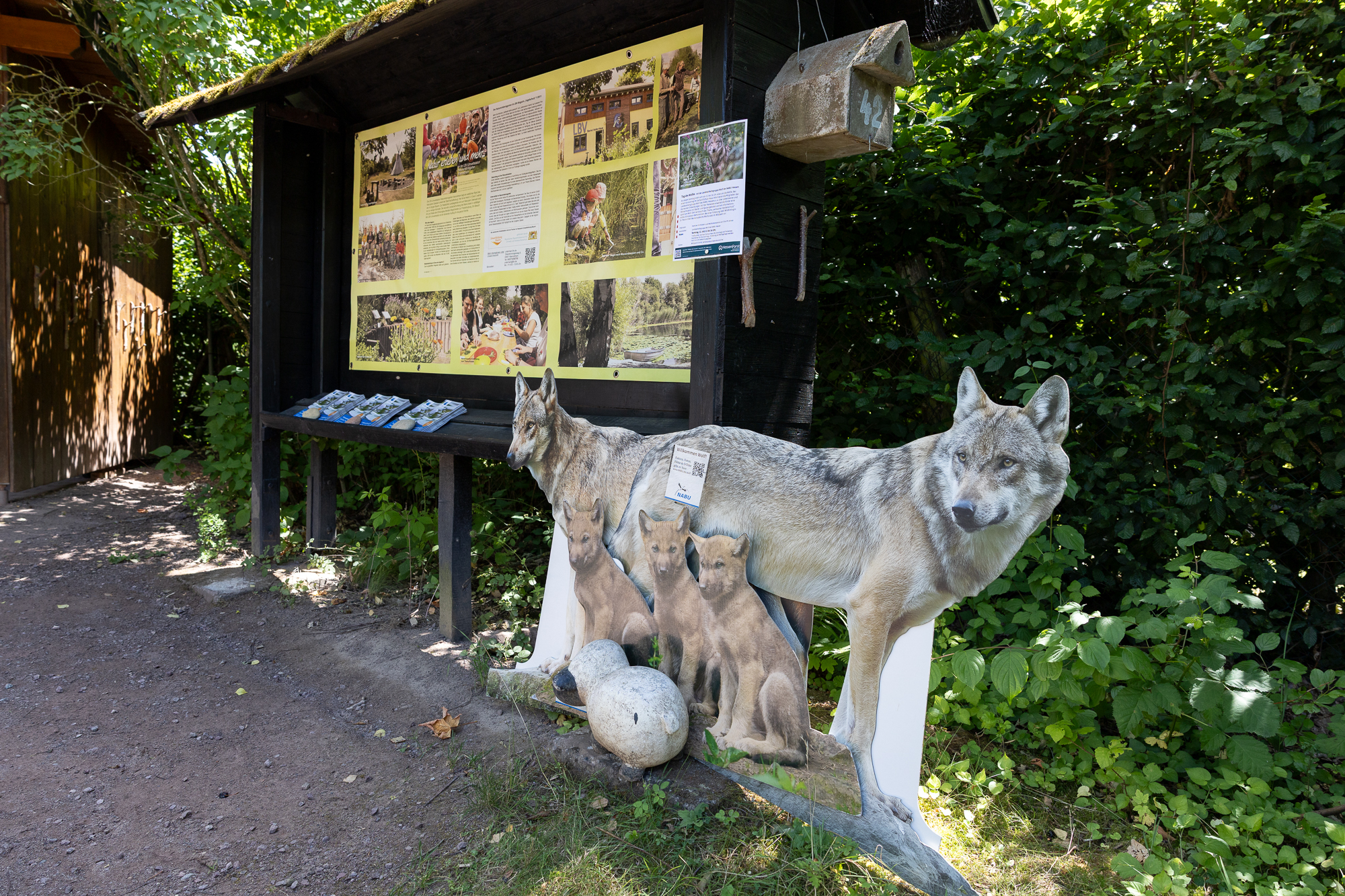 Auch der Wolf ist ein Thema bei uns (N. Horn)