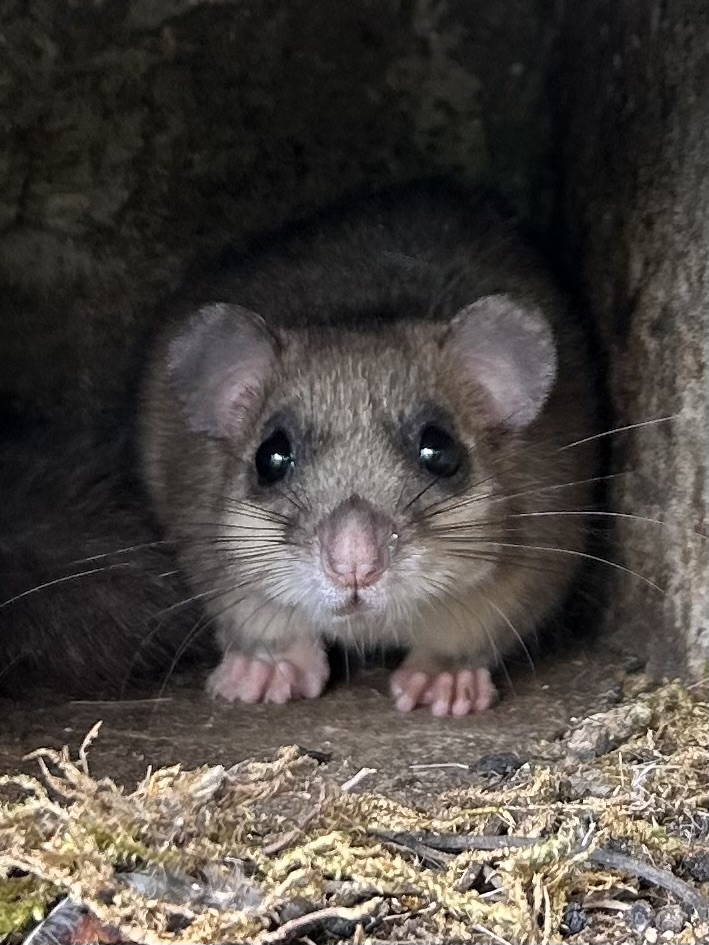 Tierische Gäste: Benny Siebenschläferin, pünktlich aufgewacht (M. Kempermann)