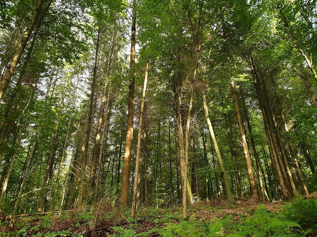 Gesunde Mischwälder können Trockenheit und Stürme am besten verkraften