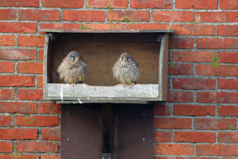 Gebäudebrüter und ihre Niststätten sind geschützt (Foto: Frank Derer, LBV-Archiv)