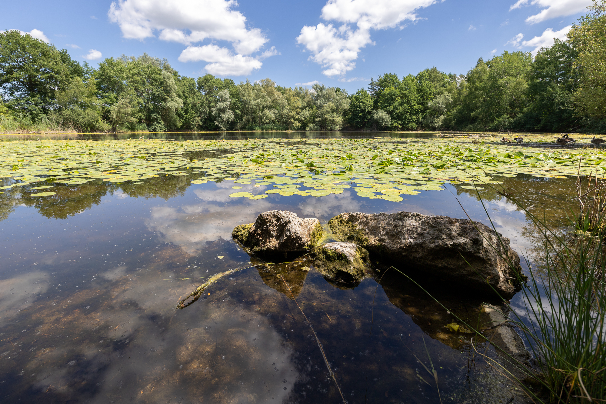 Der See im Naturerlebnisgarten (N. Horn)