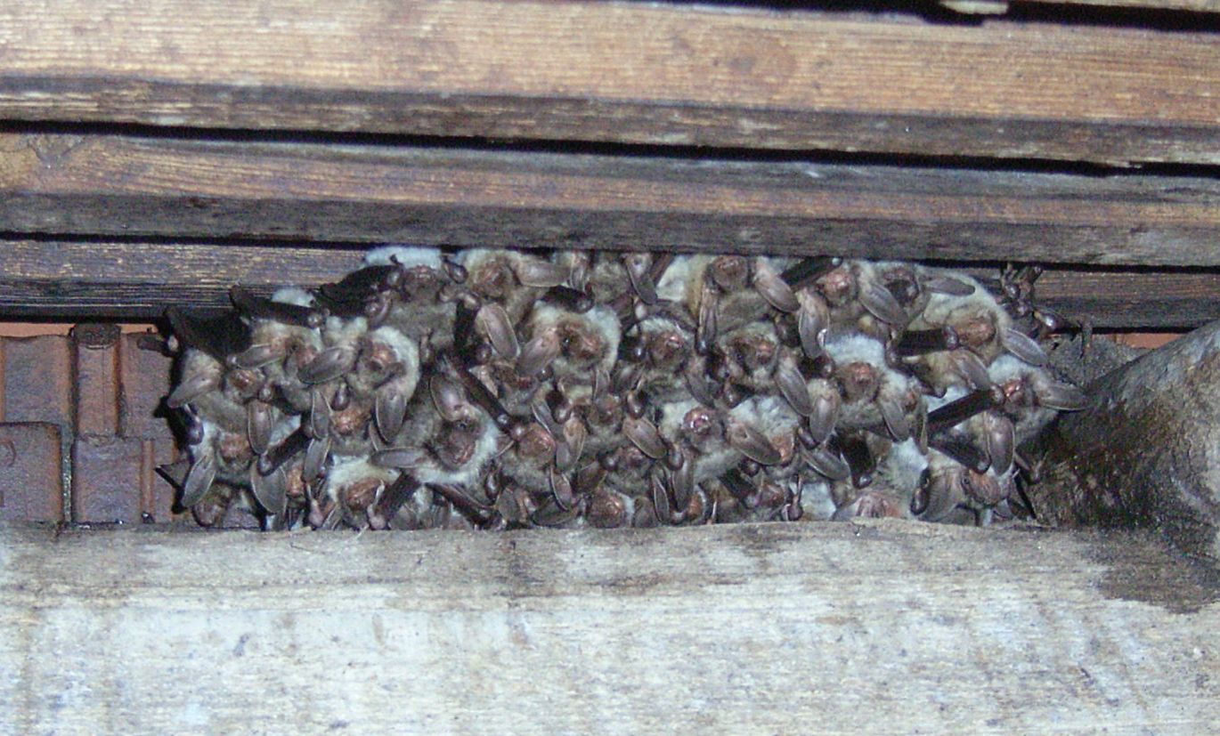 Großes Mausohr Wochenstube (R. Weibert)
