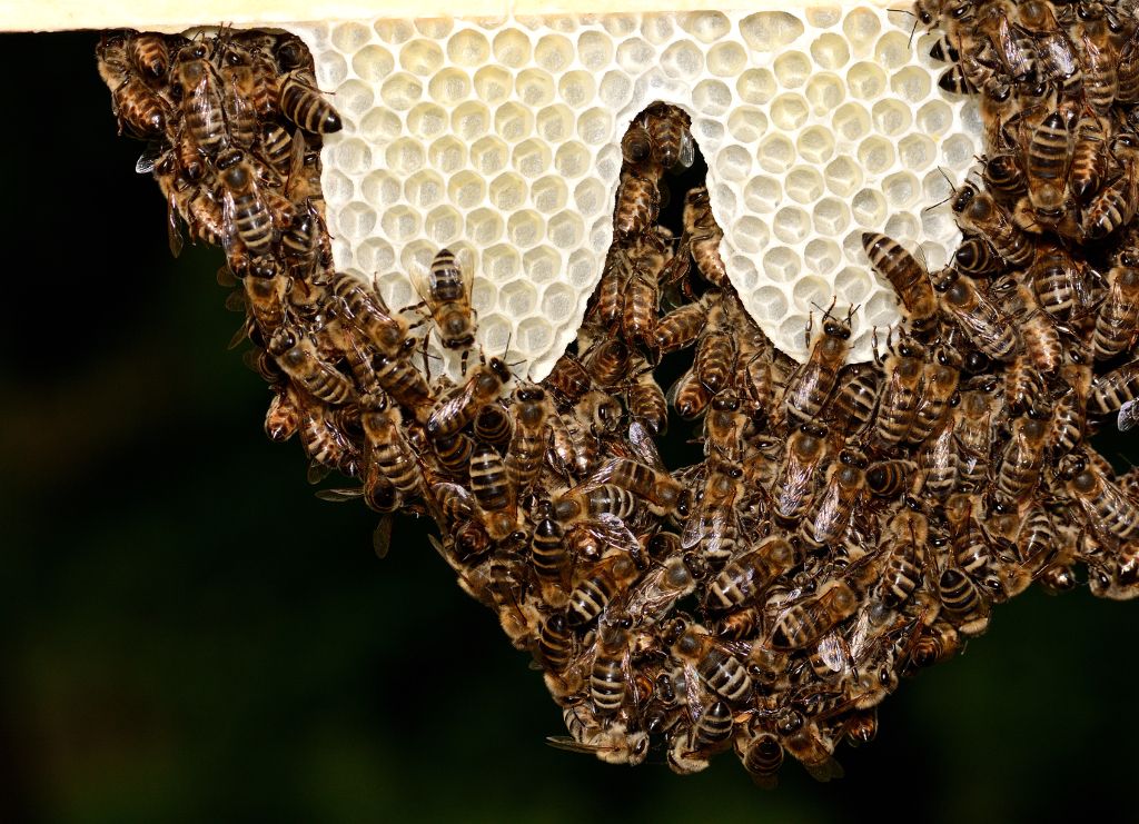 Solch kunstvolle Bienen-Bilder entstanden beim Workshop