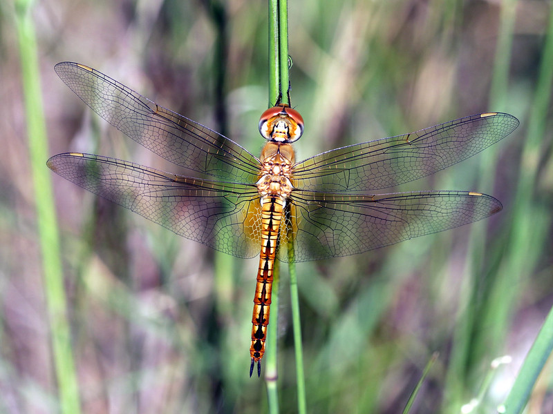 Die seltene Wanderlibelle (Foto: Graham Winterflood via flickr)