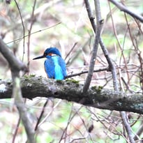 Eisvogel (W. Neuberger)