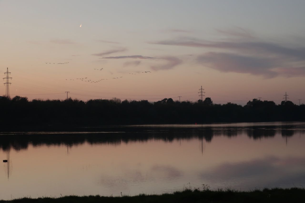 Graugänse am Abendhimmel