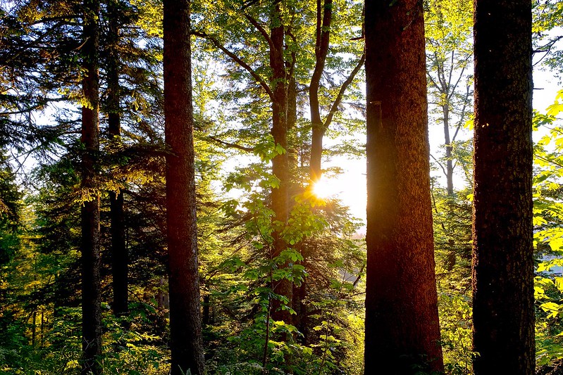 Der Wald entlang der B469 soll erhalten bleiben (Foto: Werner R. via Flickr)