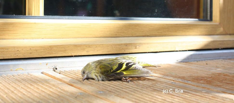 Glasflächen, Gefahr für Vögel