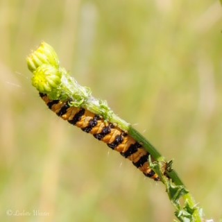 Tierische Gäste: Raupe des Jakobskrautbärs (L. Wurster)