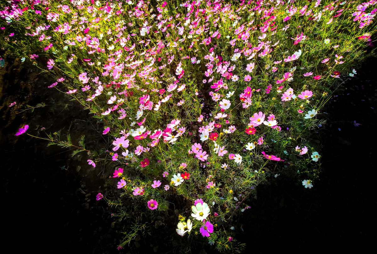 「輝く秋の花束」【入選】下新原義弘