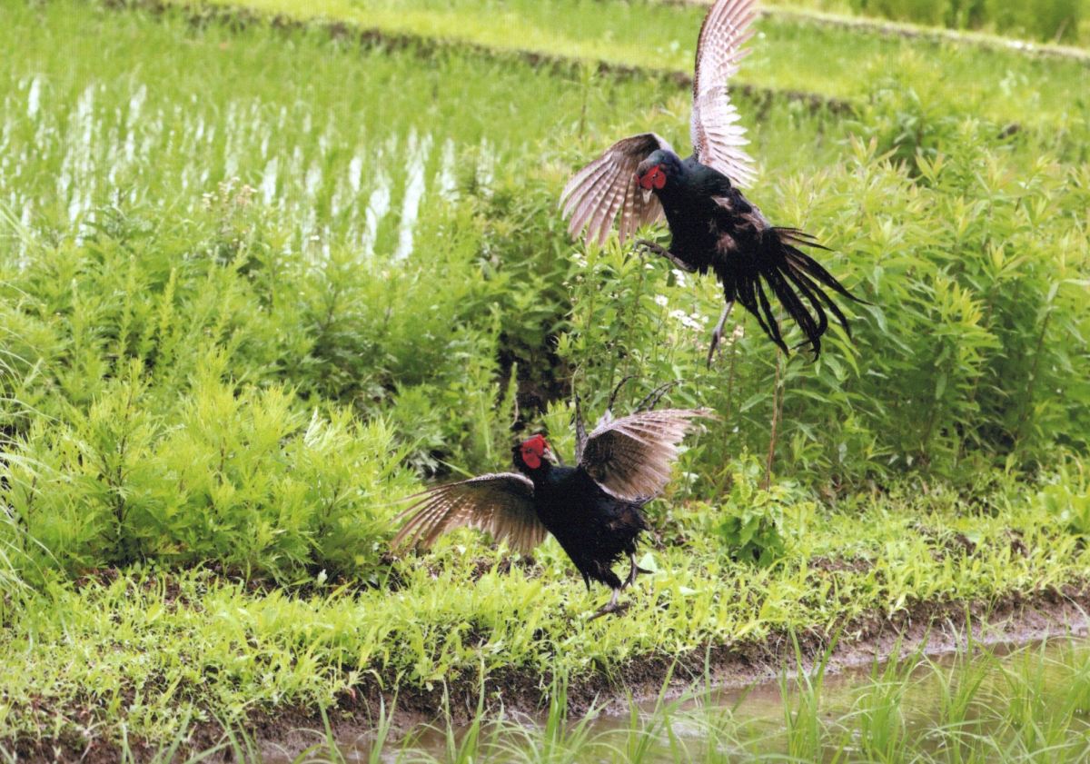 「畦道の決闘」奨励賞　　飯尾始平