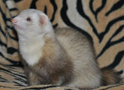 HARLEKIN von Tiziana