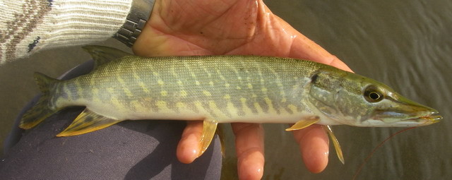 Le brochet - mouche0748 jimdo page
