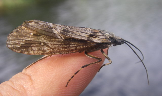 Gros sedge de l'Auradou.