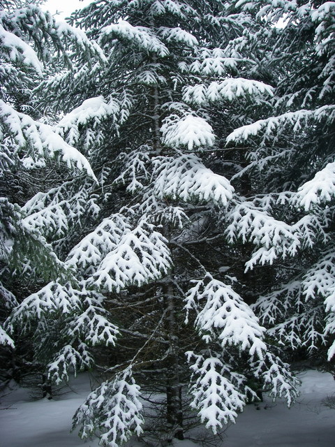 Les sapins et les épicéas dominent.