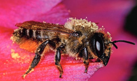 Foto:Ein Weibchen der Garten-Blattschneiderbiene, teilweise mit Pollen bedeckt, Wildbienen Kataster, A. Haselböck