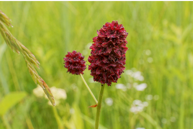 Foto: Wiesenknopf - Pixabay